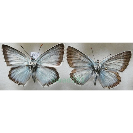 Polyommatus coridon (Poda, 1761) 2xmale Modraszek korydon Czech66f